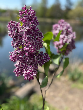 Blossoms
